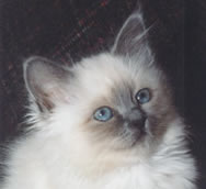 Blue Birman kitten