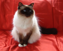 GrPr Fancypaws Mr Bojangles