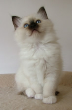 Birman Seal Point kitten