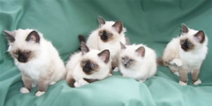 Tilly's kittens